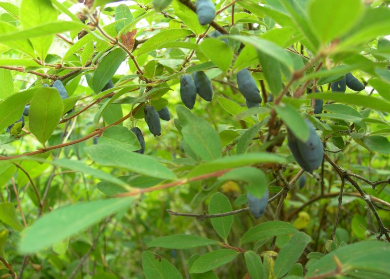 . Жимолость съедобная (Lonicera edulis) плод