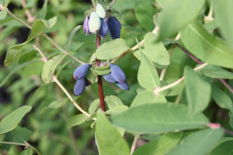 Lonicera caerulea (жимолость синяя, голубая)