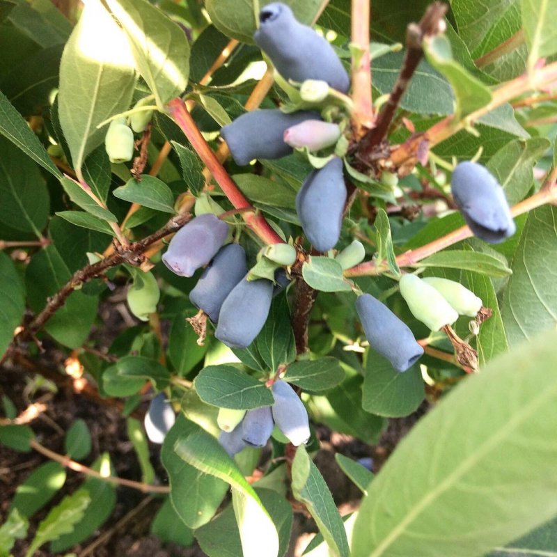 Жимолость съедобная кустарник