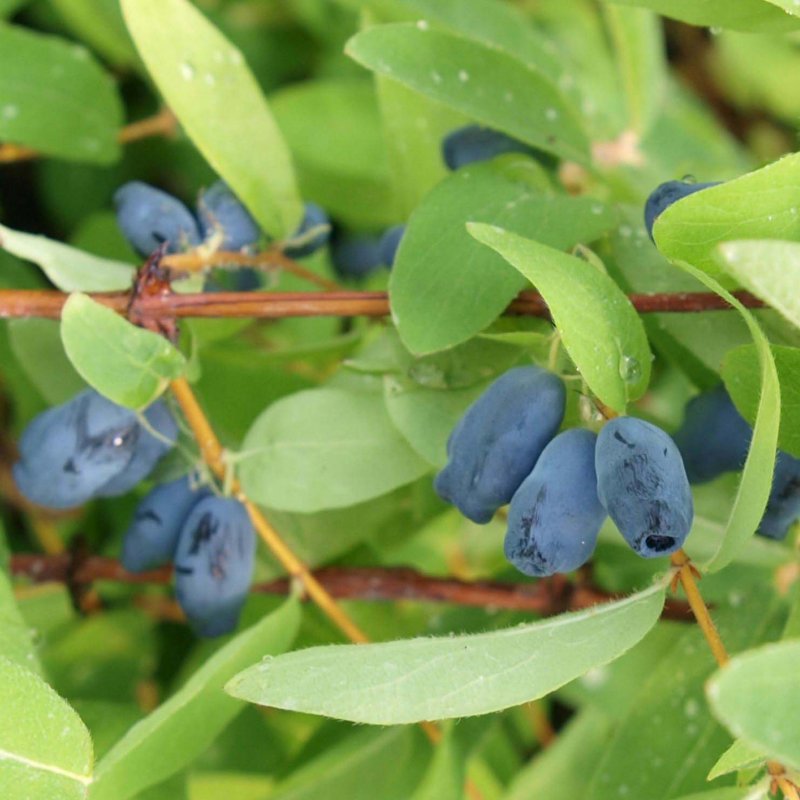 Жимолость съедобная (Lonicera edulis)