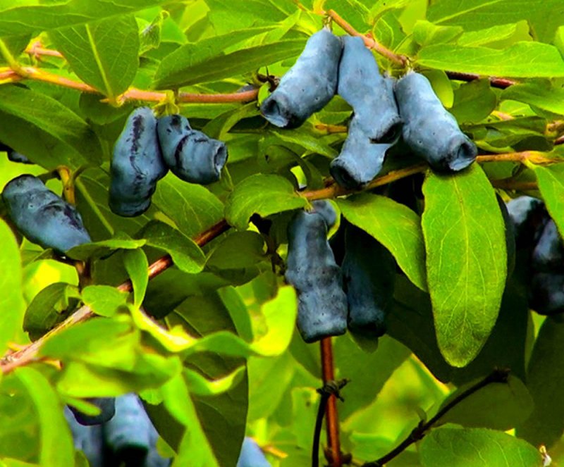Жимолость съедобная (Lonicera edulis)