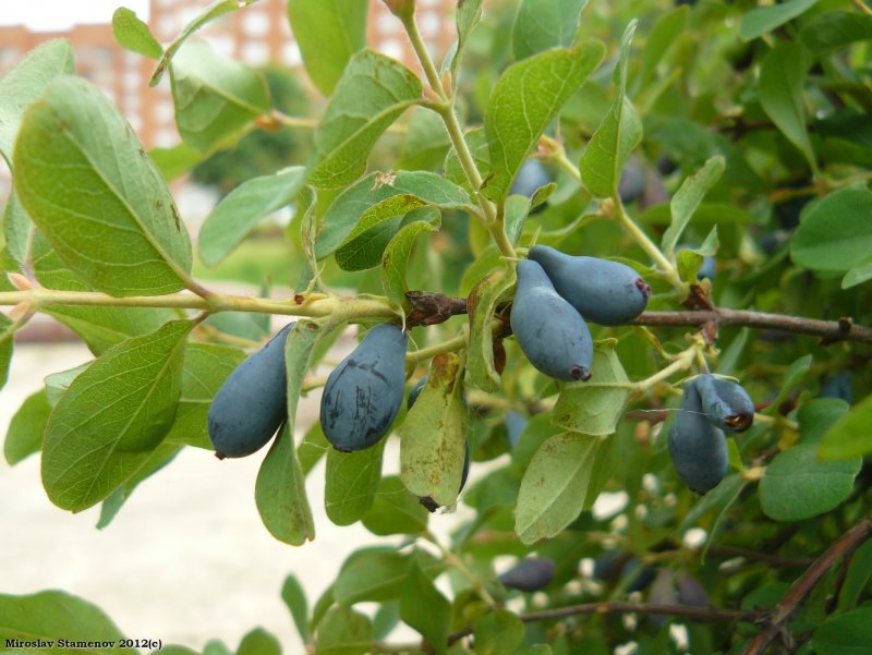 Жимолость Камчатская (Lonicera caerulea)