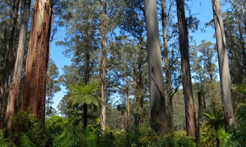 Царственный эвкалипт Eucalyptus regnans