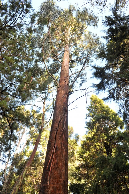 Eucalyptus regnans