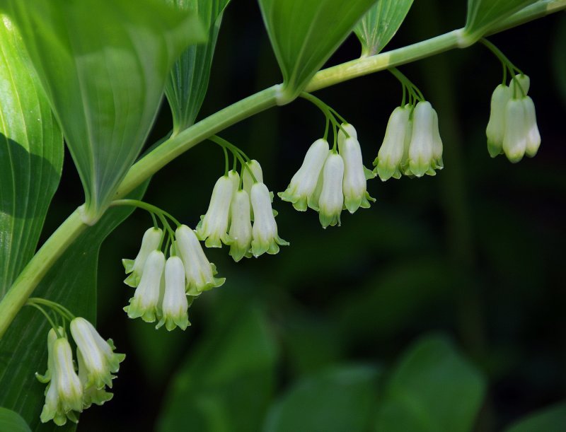 Купена (Polygonatum)