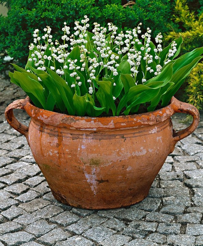 Convallaria Majalis prolificans