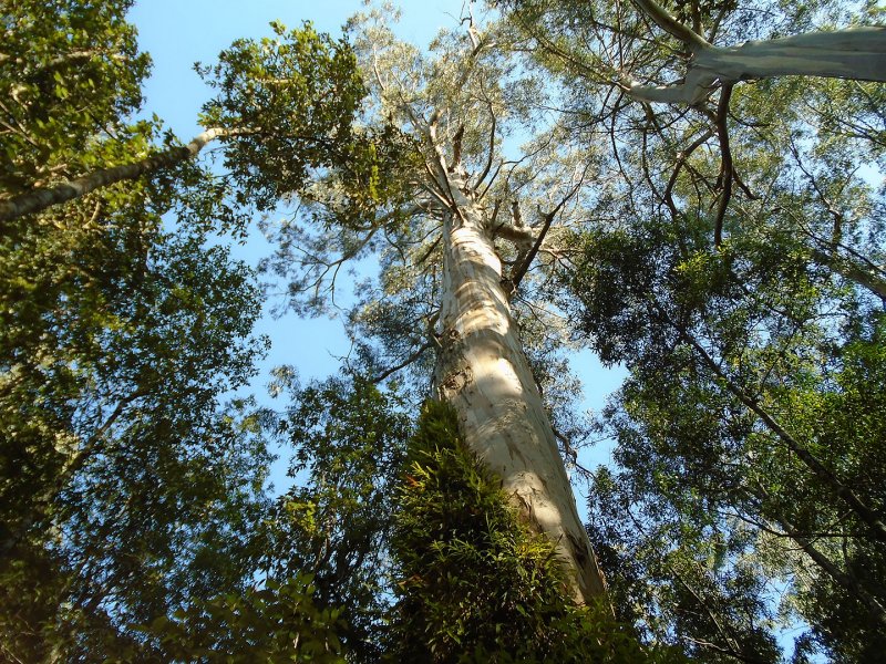 Самое высокое лиственное дерево на земле Eucalyptus regnans
