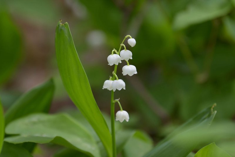 Купена Polygonatum multiflorum variegatum