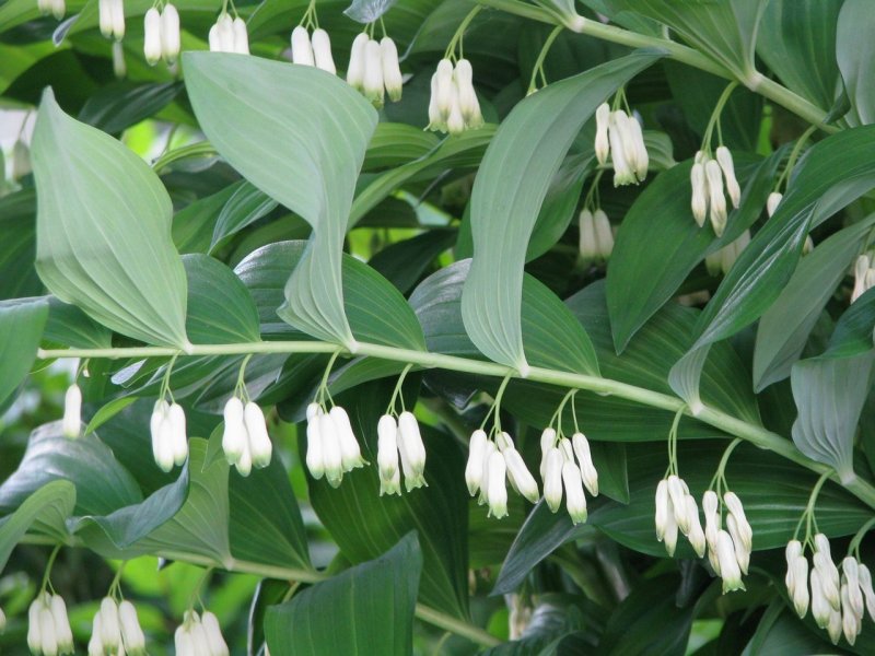 Ландыш Majalis rosea