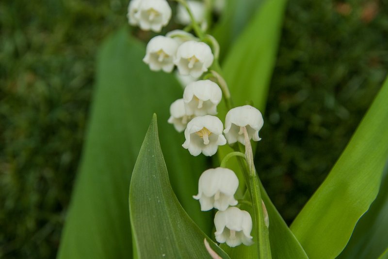 Lily_of_Valley слив