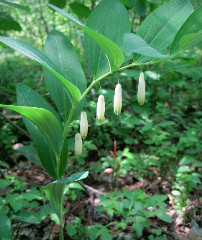 Купена многоцветковая – Polygonatum