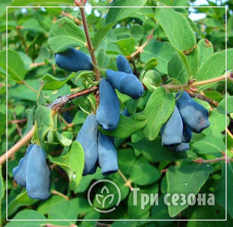 Жимолость Ленинградский великан