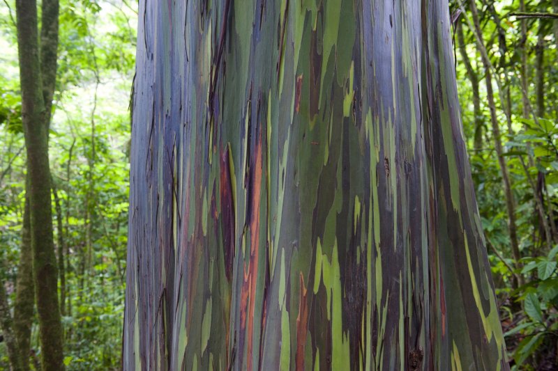 Tip of Trees