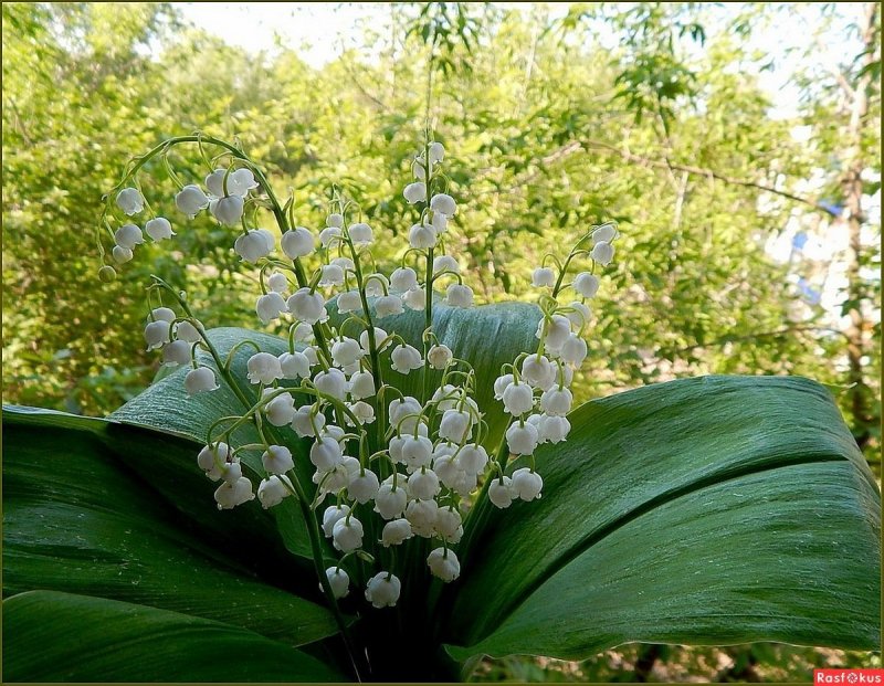 Купена аптечная