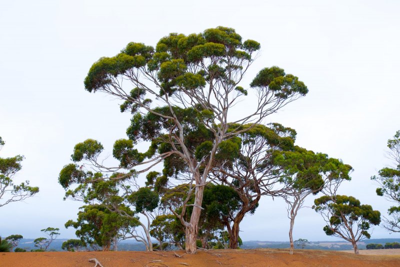 Eucalyptus delegatensis