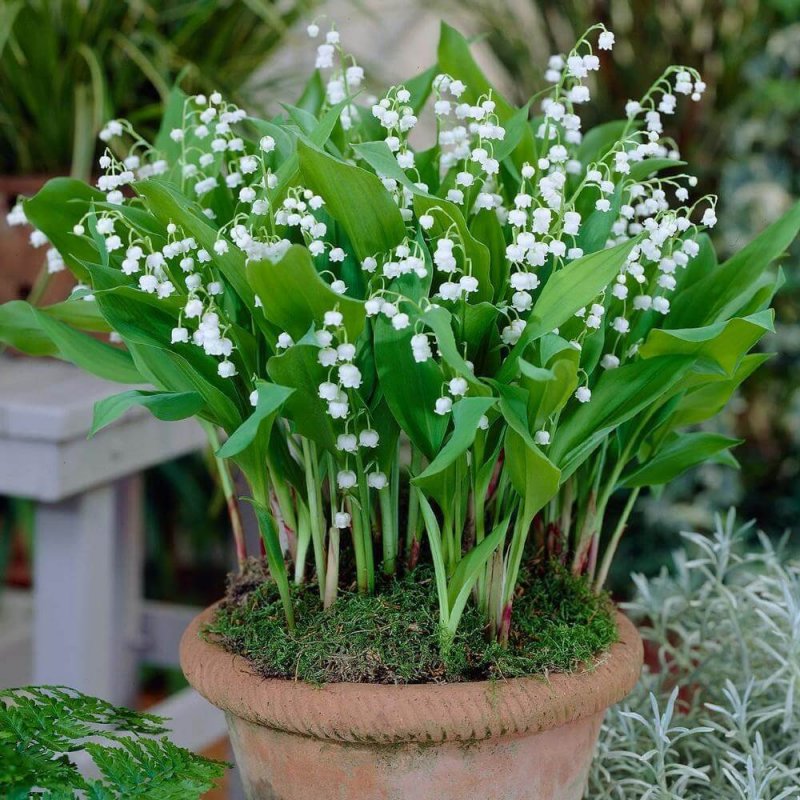 Клумба с ландышами
