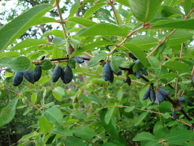 Жимолость Палласа Lonicera pallasii