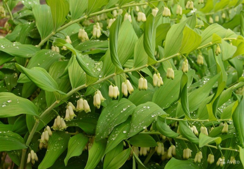 Купена (Polygonatum)