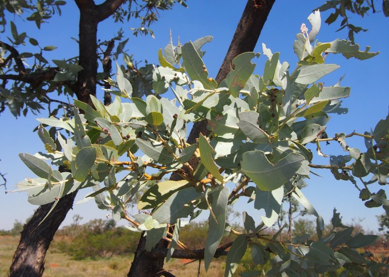 Eucalyptus Nitens