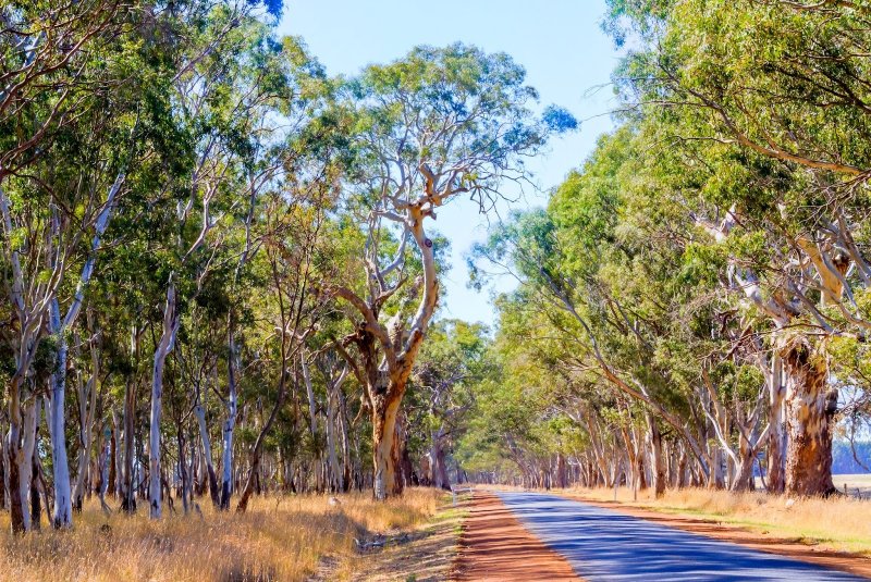 Eucalyptus camaldulensis