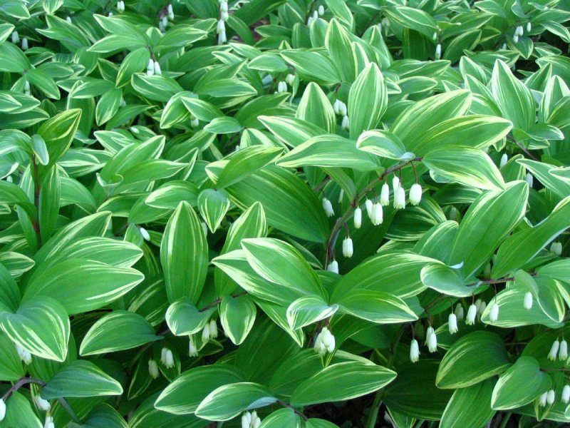 Ландыш купена