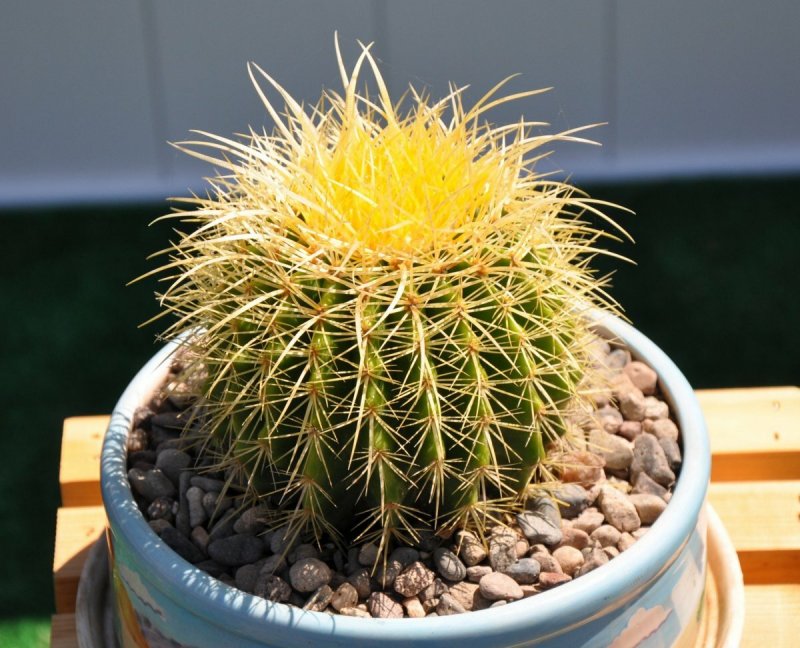 Кактус Echinocactus grusonii