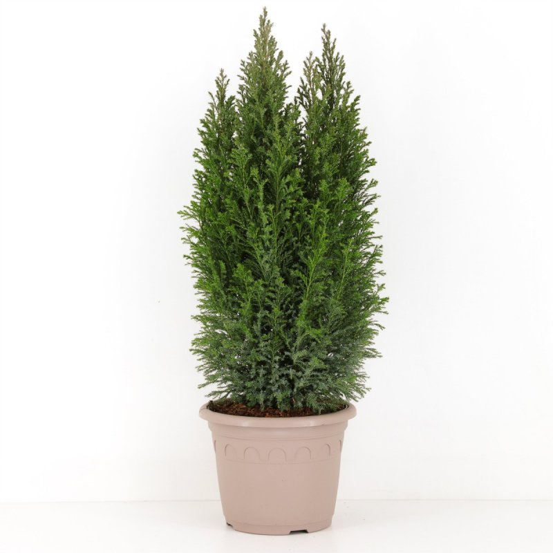Кипарисовик lawsoniana Alumigold