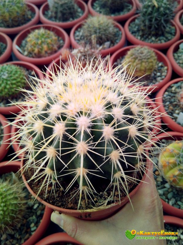 Грузони (Echinocactus grusonii)