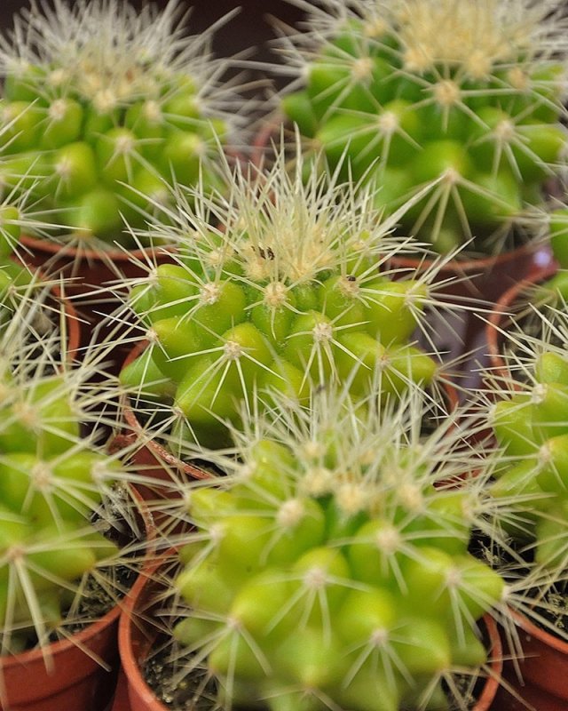 Echinocactus grusonii