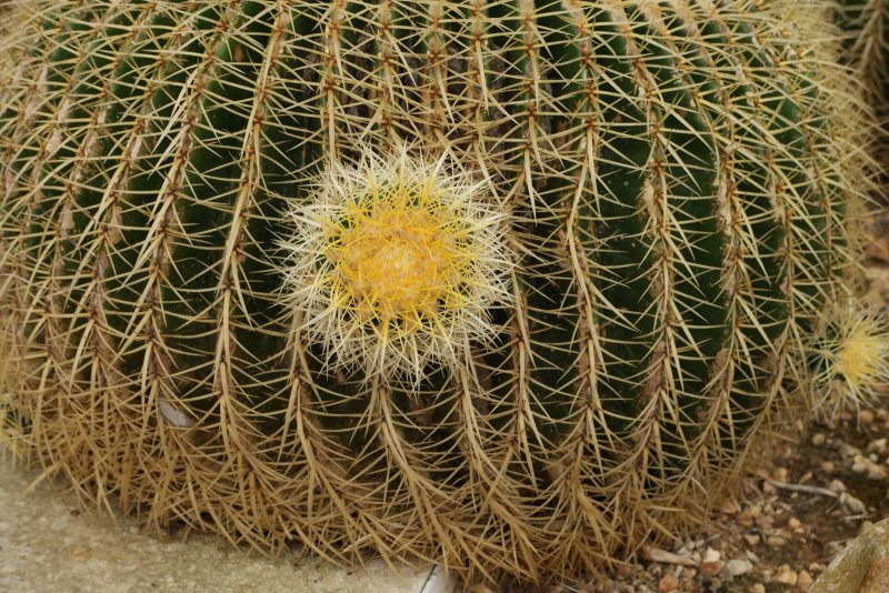 Echinocactus grusonii