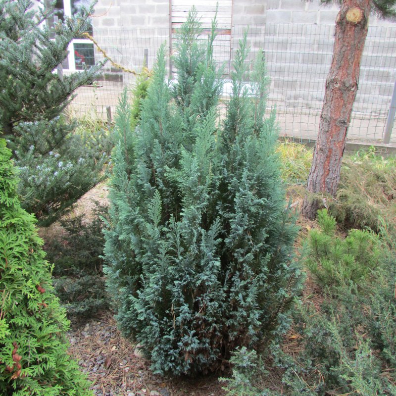 Chamaecyparis lawsoniana Ellwoodii