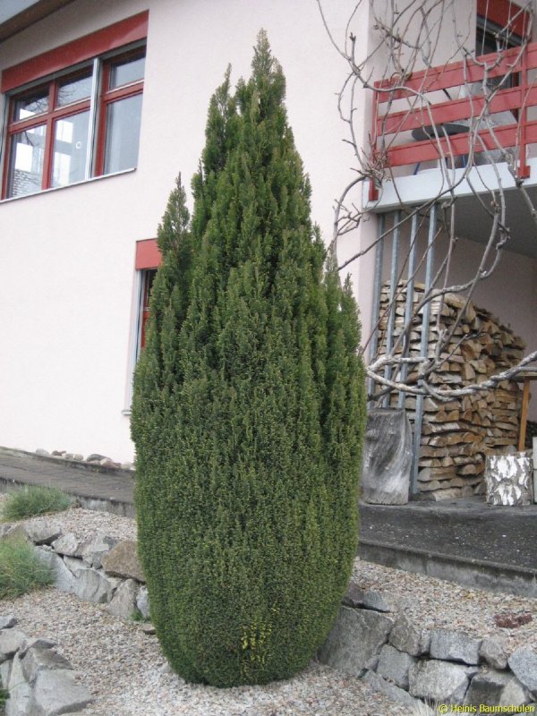 Кипарисовик Лавсона Элвуди
