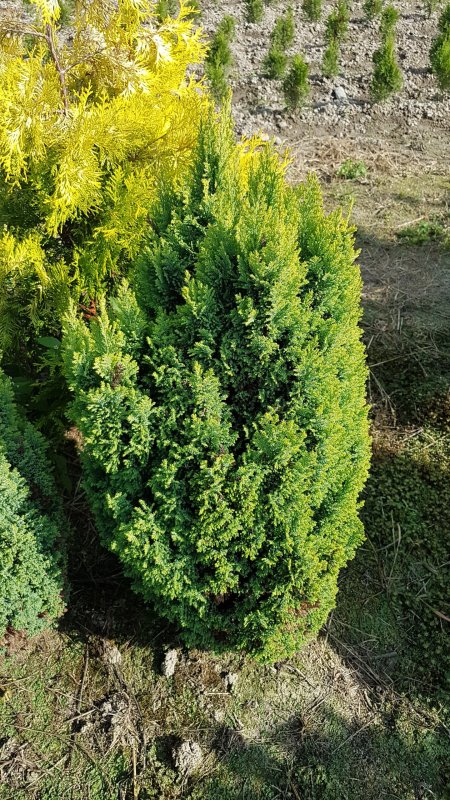 Кипарисовик Лавсона Элвуди 00000043545002050 33 6