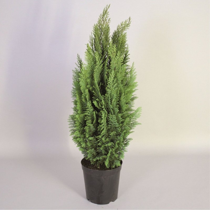 Кипарисовик Chamaecyparis lawsoniana Ellwood's Pillar
