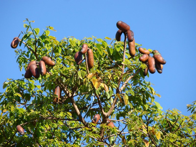 Hymenaea Courbaril
