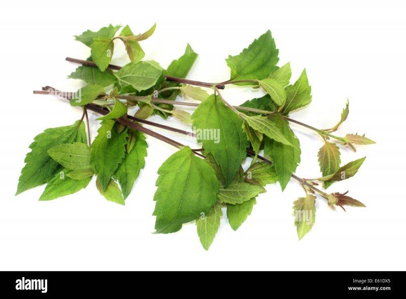 Herbal Incense