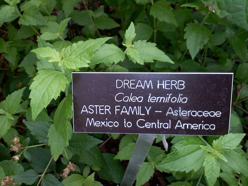 Plant Calea species
