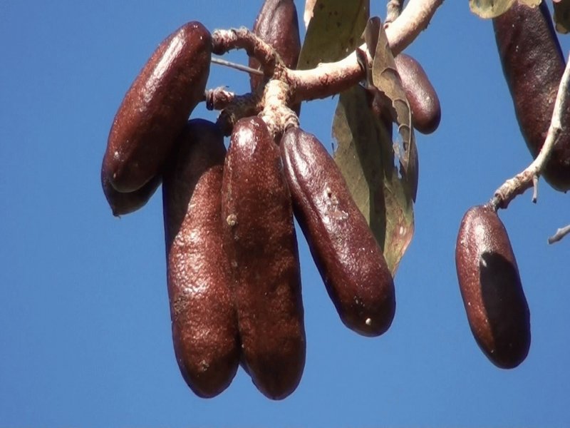 Hymenaea Courbaril