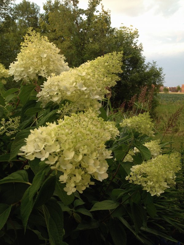 Hydrangea paniculata Kyushu