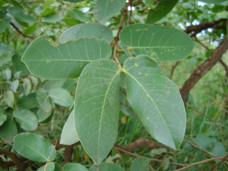Hymenaea oblongifolia