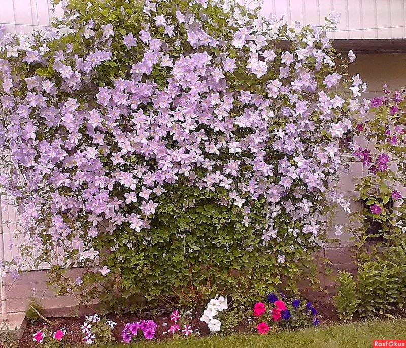 Клематис ампельный