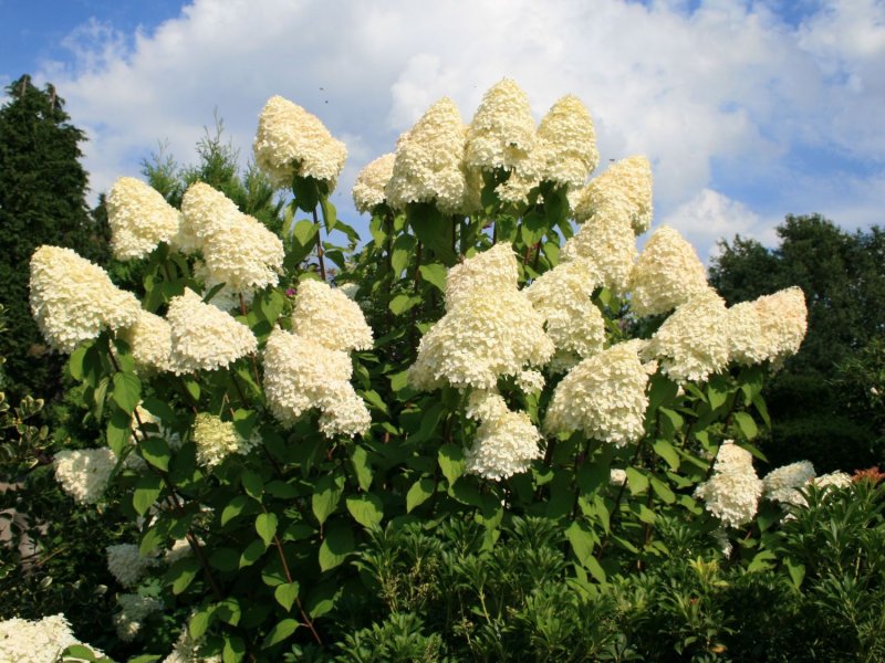 Гортензия метельчатая Hydrangea paniculata unique
