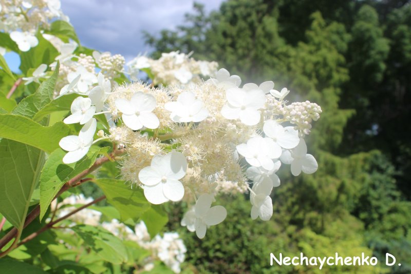Гортензия метельчатая (Hydrangea paniculata grandiflora) Окс 2/3 ветки