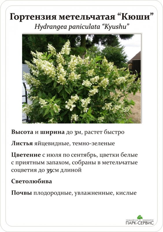 Гортензия метельчатая Юник с 3