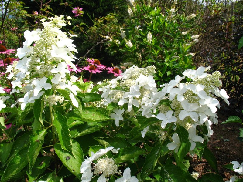 Hydrangea paniculata Tardiva