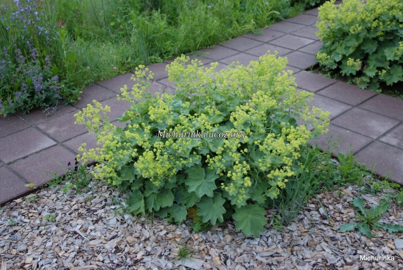 Манжетка мягкая (Alchemilla mollis)