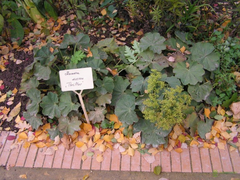 Манжетка сорт robusta (Робустика)