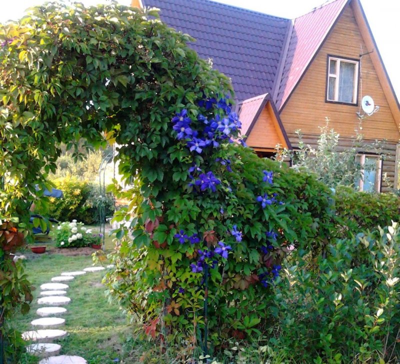 Арка с клематисами