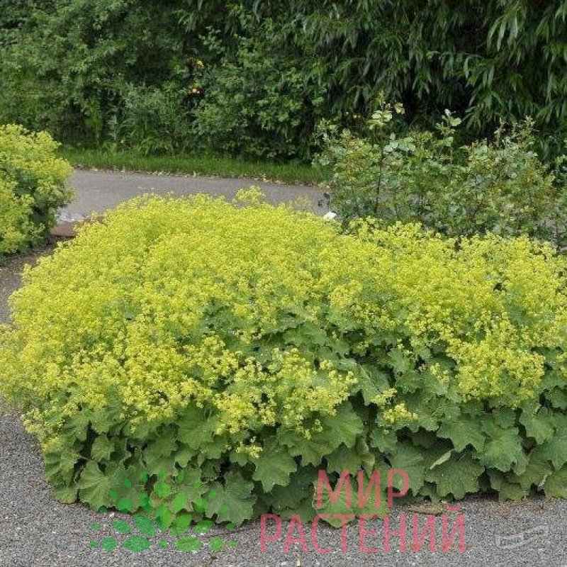 Манжетка Alchemilla mollis