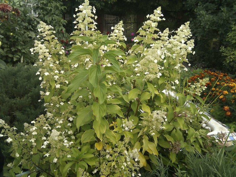 Трава сума (Pfaffia paniculata)